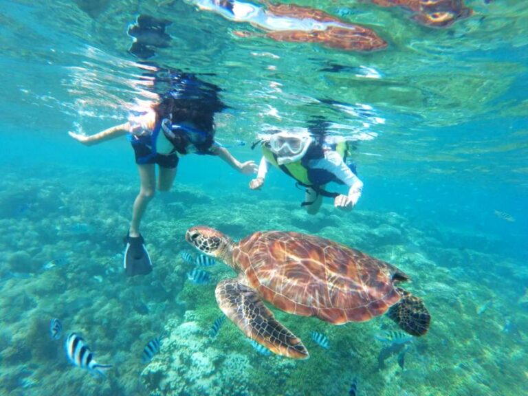 Honolulu:Turtle Snorkeling (Thrilling 20ft Jumping Platform)