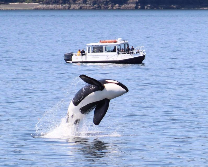 Lopez Island: Whales & Wildlife Boat Tour - Tour Details