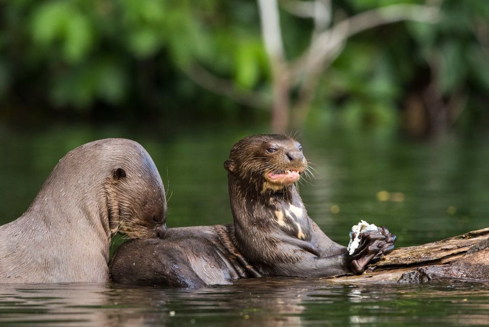 Madre De Dios: Lake Sandoval + Visit to the Macaws - Activity Overview