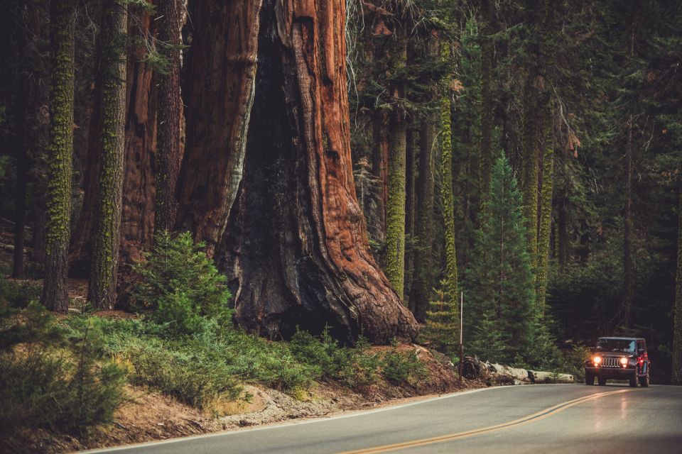 Sequoia: Kings Canyon Self-Driving Audio Guide - Tour Details