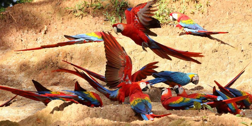 Tambopata: Cayman Safari + Macaw Clay Lick 2-Days - Tour Details