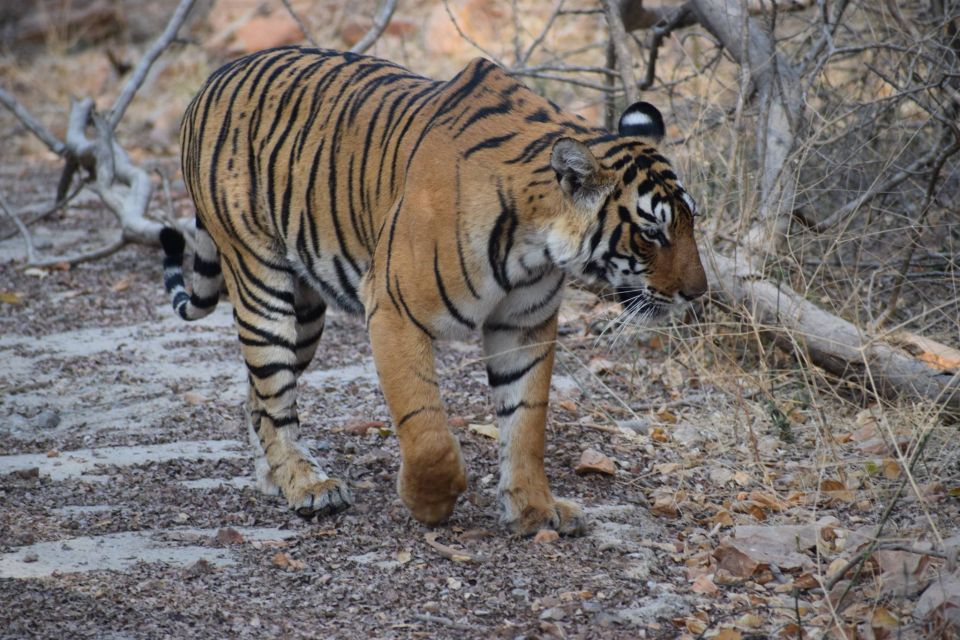 1 Night 2 Days Ranthambhore WildLife Tour From Jaipur - Itinerary