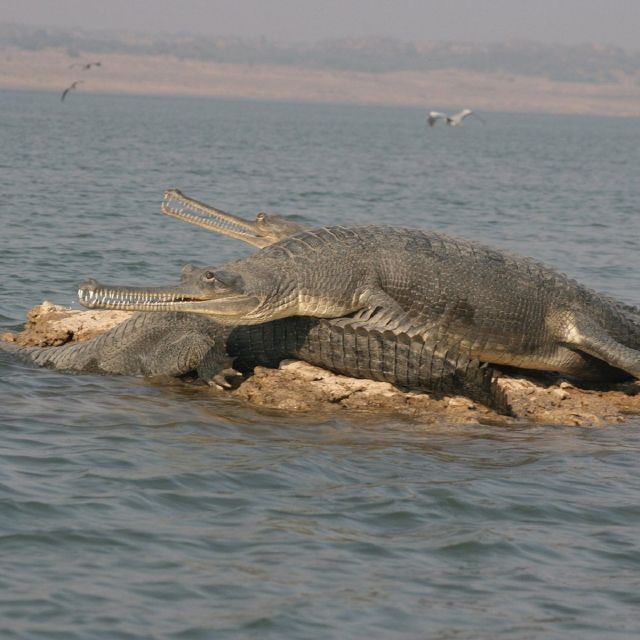 7 Days Golden Triangle Tour With Chambal Safari - Detailed Itinerary
