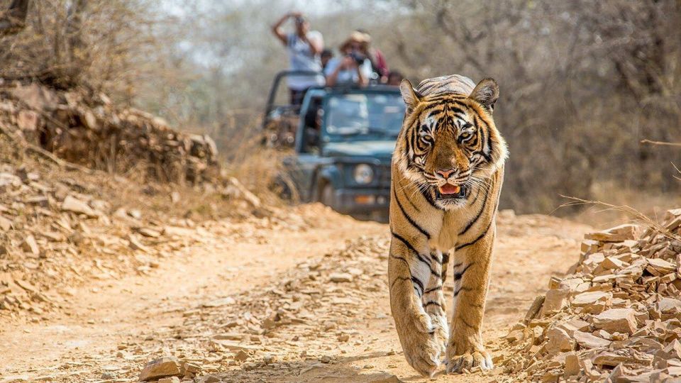 From Jaipur: Ranthambore Tiger Safari One Day Trip - Activity Description