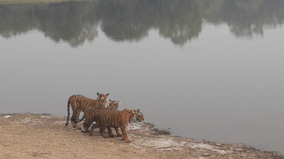 From Jaipur: Ranthambore Tiger Safari Overnight Tour - Inclusions