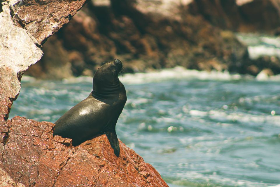 From Lima: Paracas National Reserve Tour & Ballesta Islands - Booking Information