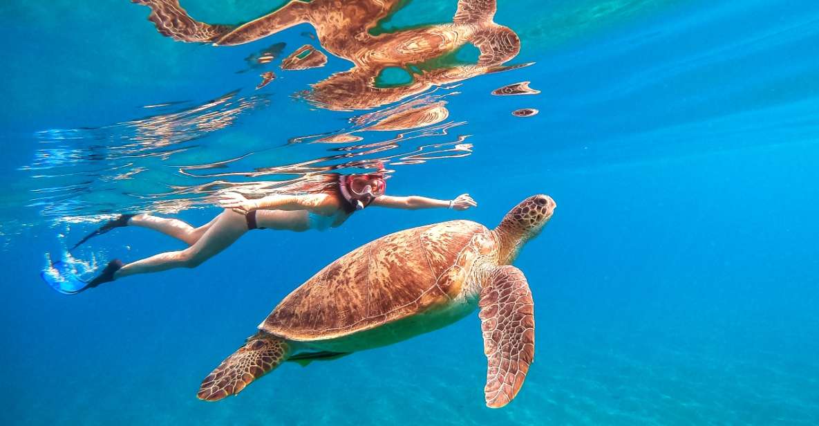 Honolulu:Turtle Snorkeling (Thrilling 20ft Jumping Platform) - Inclusions