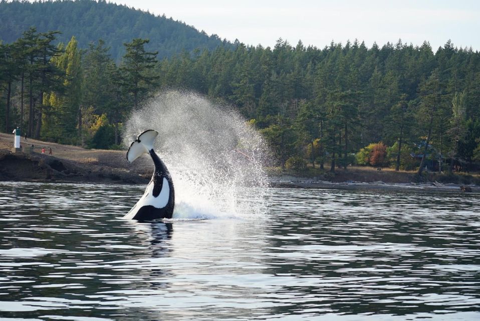 Lopez Island: Whales & Wildlife Boat Tour - Pricing and Duration