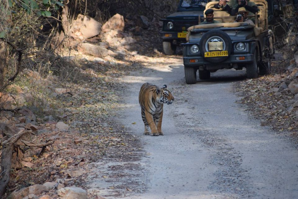 1 Night 2 Days Ranthambhore WildLife Tour From Jaipur - Safari Experience