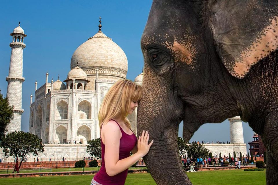 Elephant/Bear Wildlife SOS & Agra Trip by Car - Agra Exploration
