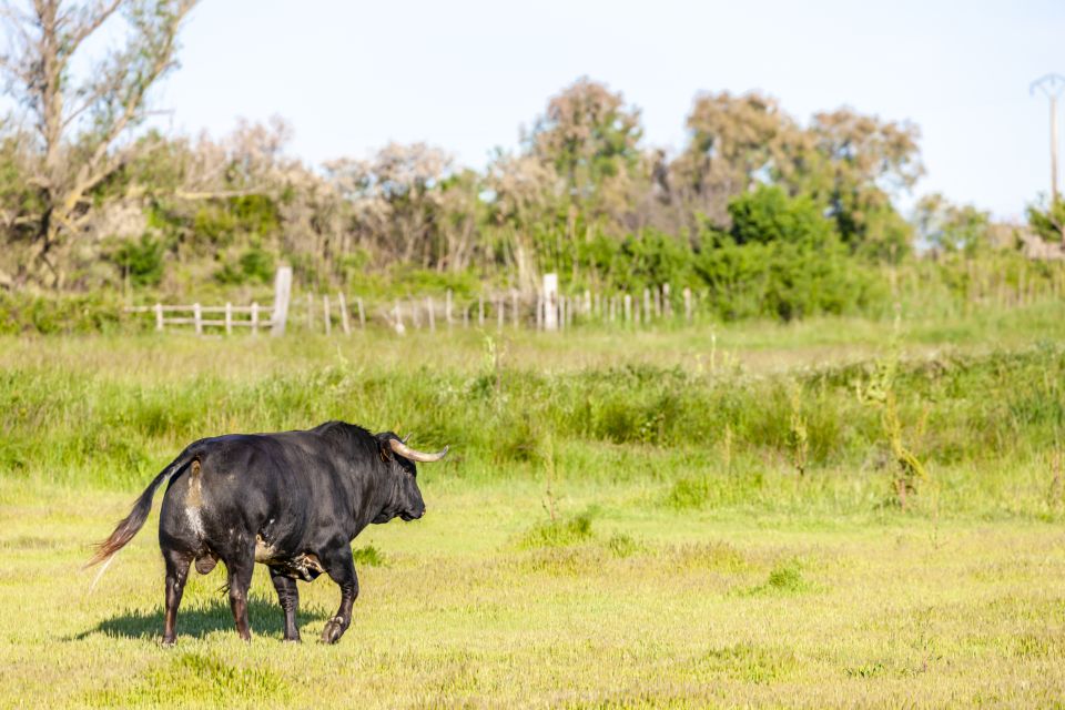 From Arles: Half-Day 4x4 Camargue Safari - Customer Reviews