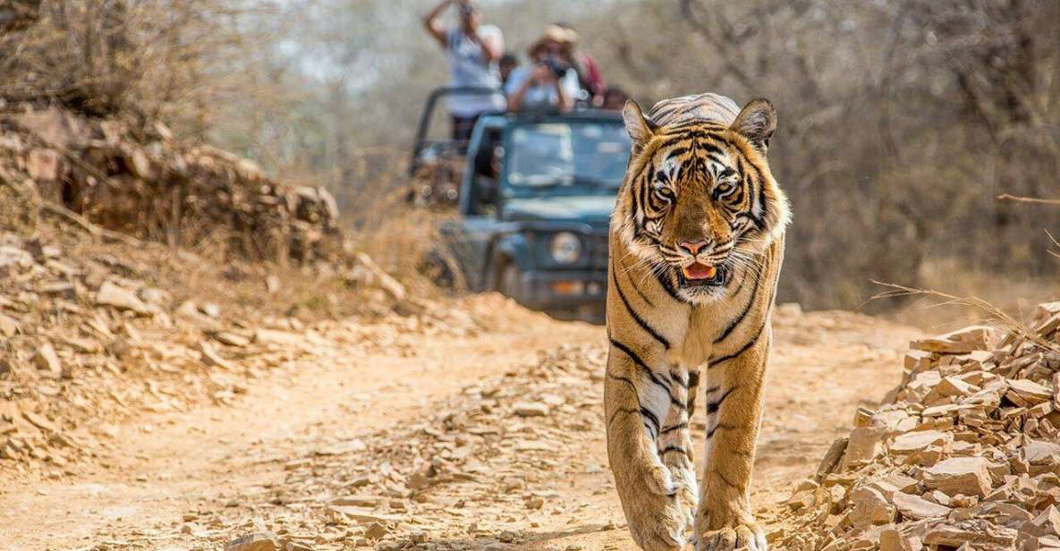 From Jaipur: Ranthambore Tiger Safari One Day Trip - Itinerary