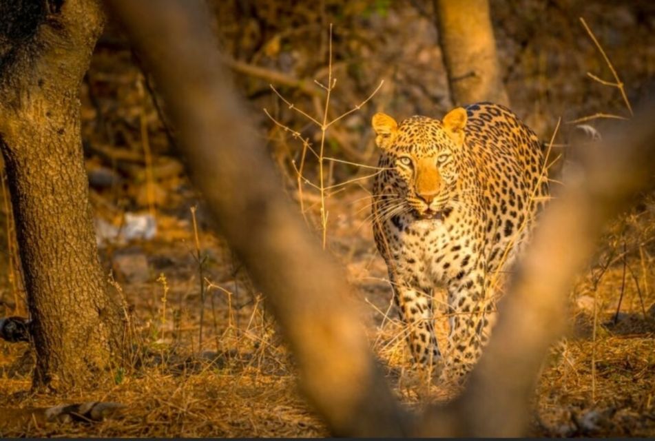 From Jaipur: Ranthambore Tiger Safari Overnight Tour - Highlights