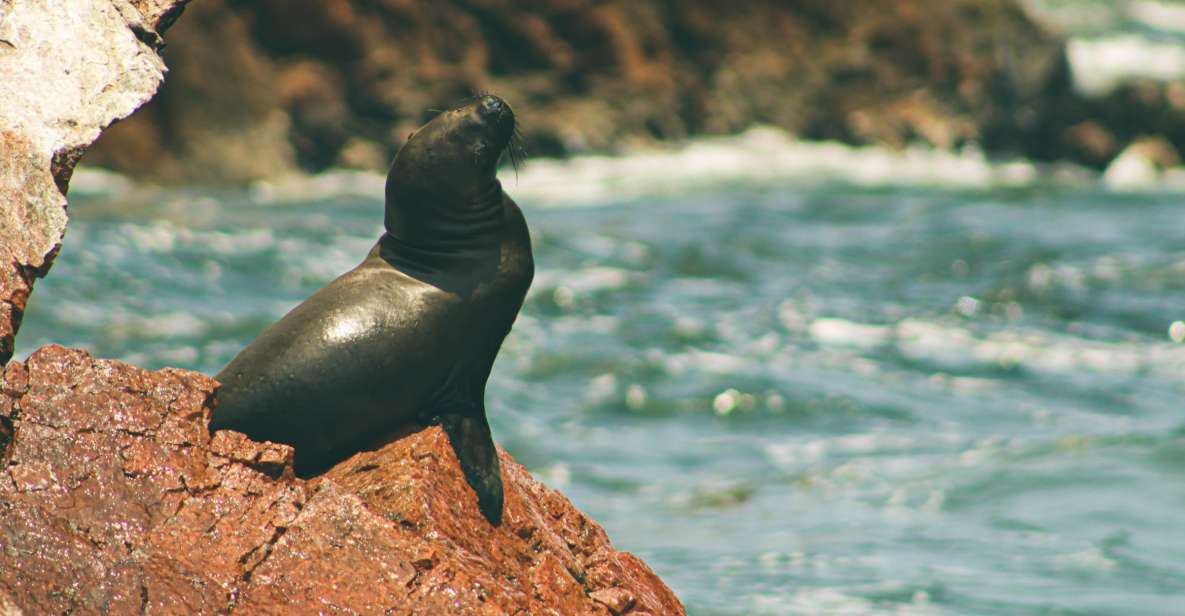 From Lima: Paracas National Reserve Tour & Ballesta Islands - Itinerary