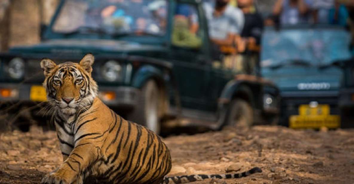 Jaipur City Tour With Ranthambore Tiger Safari - Day 02 - Ranthambore Tiger Safari