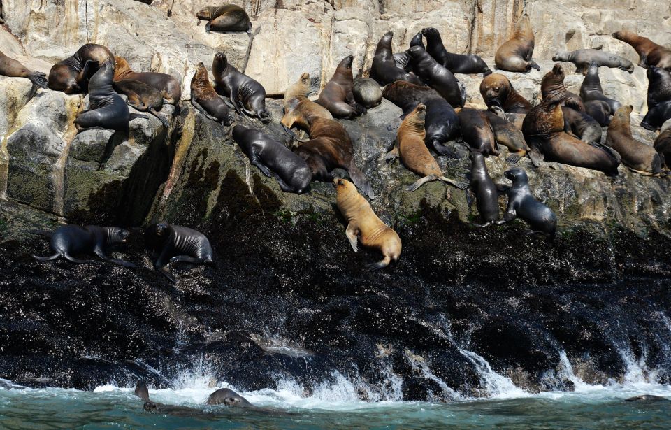 Palomino Islands Yacht Tour and Swim Alongside the Sea Lions - Inclusions