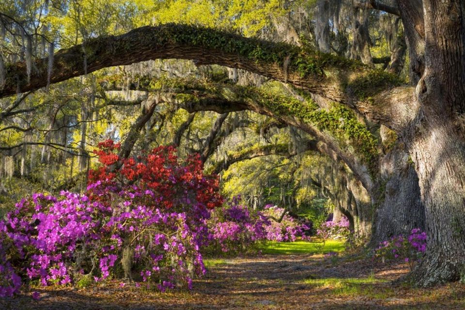 Charleston: Historic City Tour & Magnolia Plantation Combo - Highlights and Inclusions