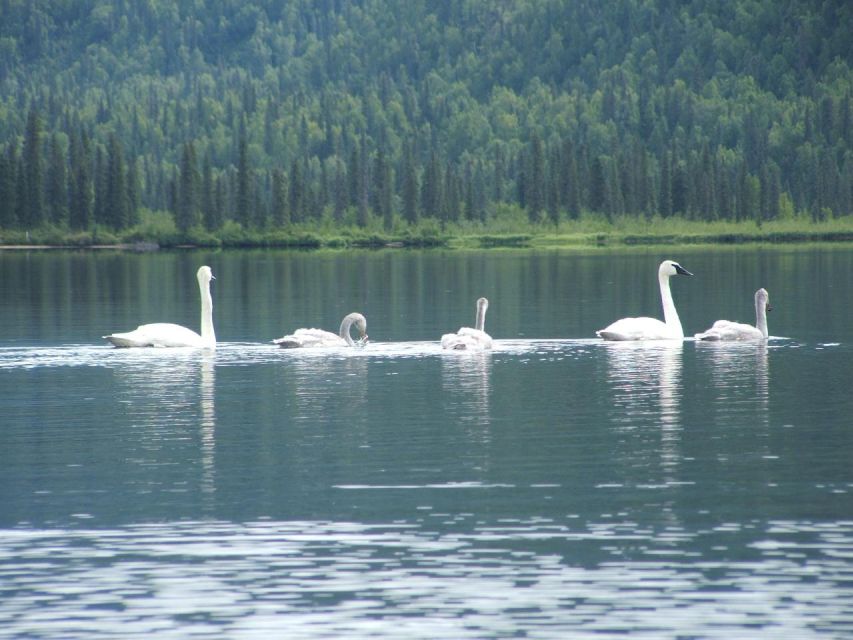 Denali State Park: 2.5 Hour Byers Lake Kayaking Tour - Important Reminders