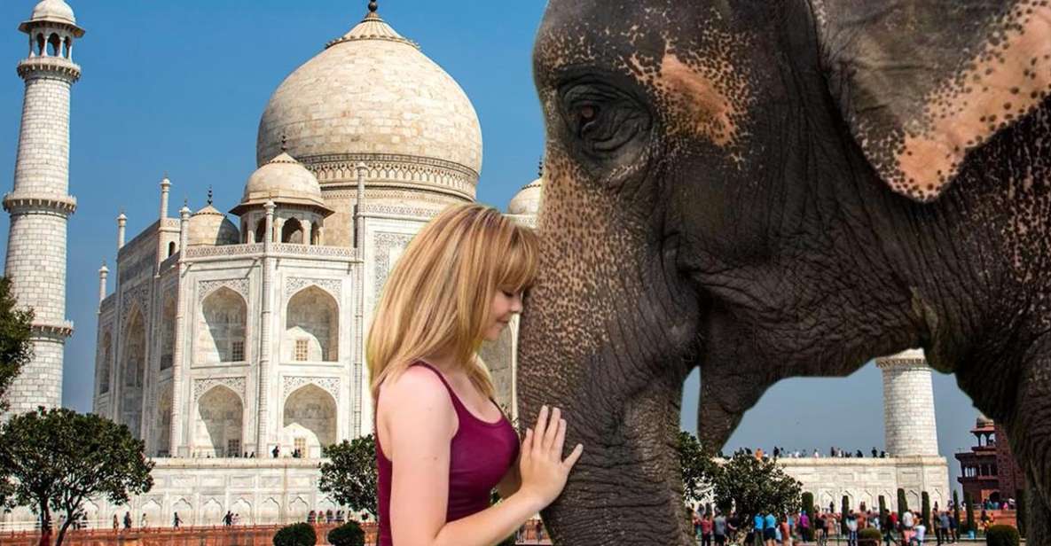 Elephant/Bear Wildlife SOS & Agra Trip by Car - Tour Highlights
