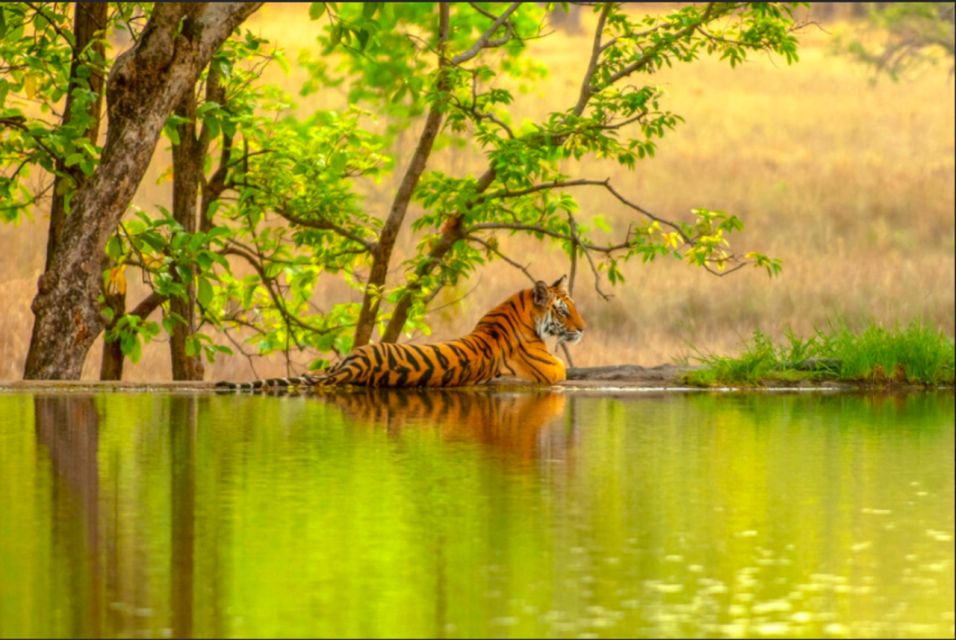 From Jaipur: Ranthambore Tiger Safari Overnight Tour - Important Information