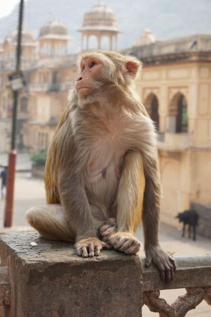 Jaipur Sightseeing Tour With Monkey Temple (Galta Ji Temple) - Customer Reviews