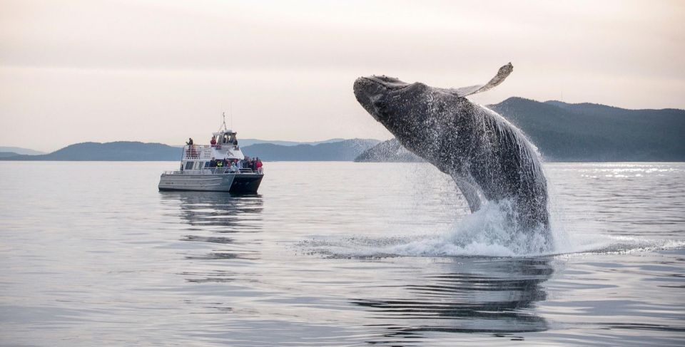 Lopez Island: Whales & Wildlife Boat Tour - Tour Guide and Experience