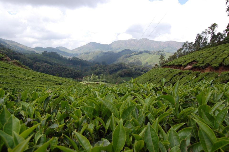 Munnar Tea Trek - Activities Included