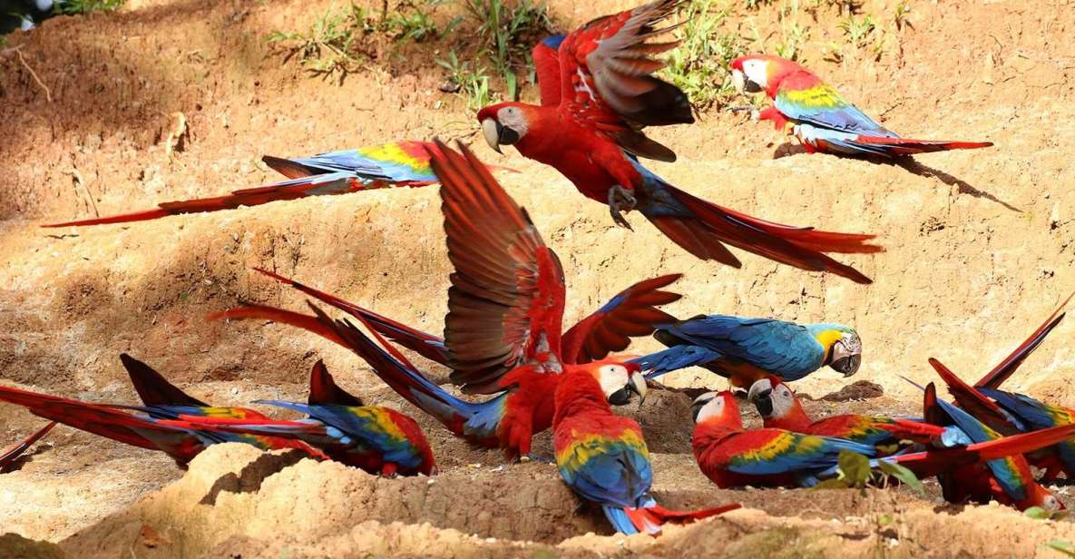 Tambopata: Cayman Safari + Macaw Clay Lick 2-Days - Sum Up