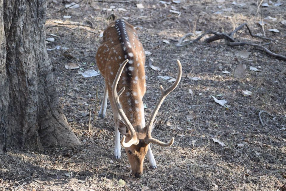 1 Night 2 Days Ranthambhore WildLife Tour From Jaipur - Customer Reviews