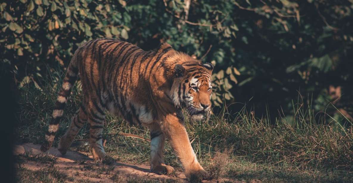 From Delhi : 2 Days Jim Corbett Tiger Safari Tour By Car - Sum Up