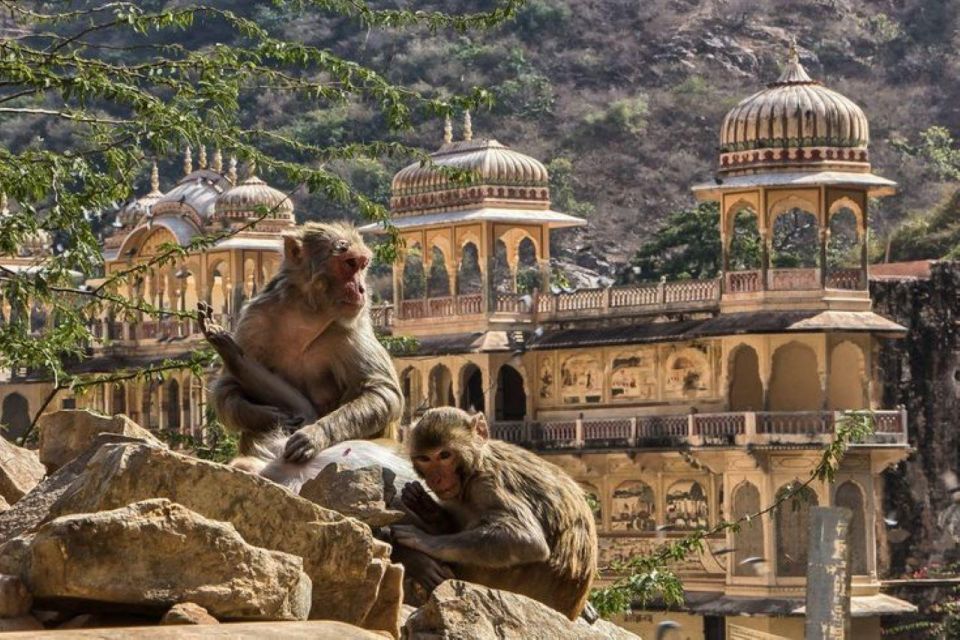 Jaipur Sightseeing Tour With Monkey Temple (Galta Ji Temple) - Booking Information