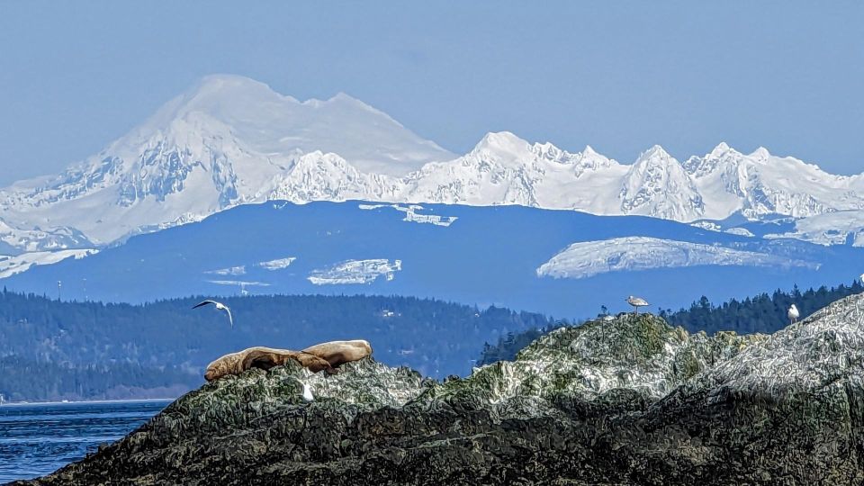 Lopez Island: Whales & Wildlife Boat Tour - Sum Up