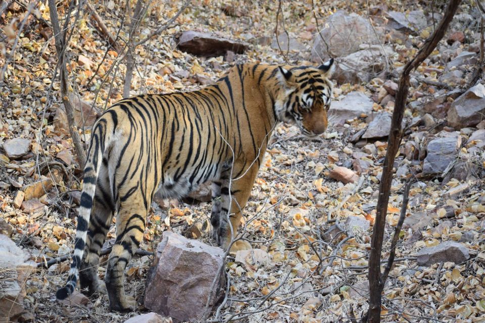 1 Night 2 Days Ranthambhore WildLife Tour From Jaipur - Directions