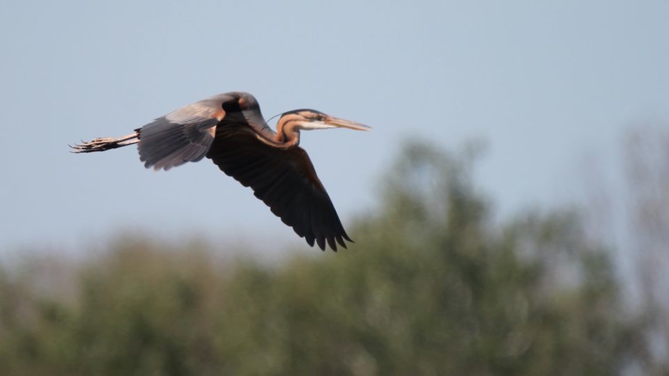 From Arles: Half-Day 4x4 Camargue Safari - Common questions