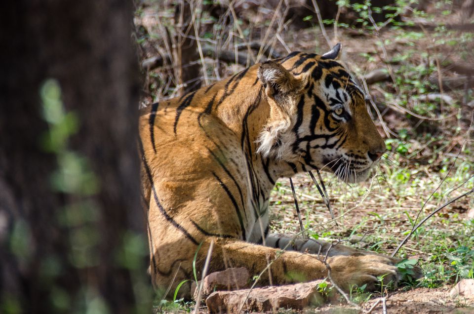 From Jaipur: Ranthambore Tiger Safari One Day Trip - Common questions