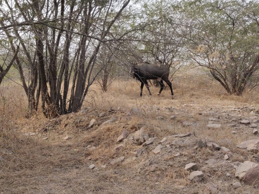 From Jaipur: Ranthambore Tiger Safari Tour By Car - Common questions