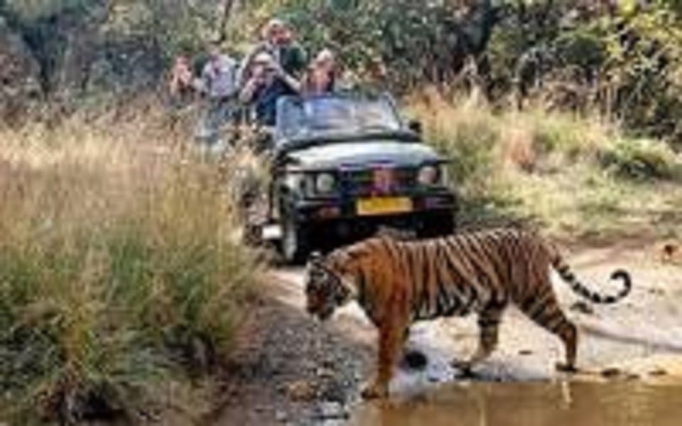 Jaipur City Tour With Ranthambore Tiger Safari - Booking Information