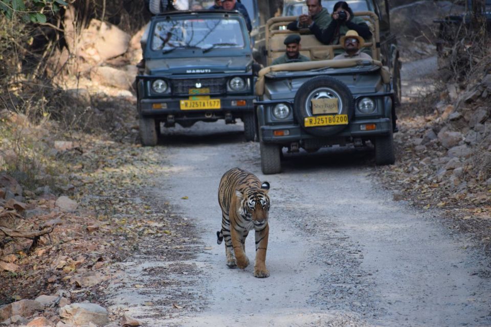 1 Night 2 Days Ranthambhore WildLife Tour From Jaipur - Sum Up