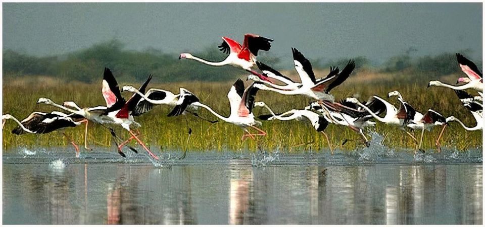 Agra to Jaipur One Way Transfer With Keoladeo Birds Park - Key Points