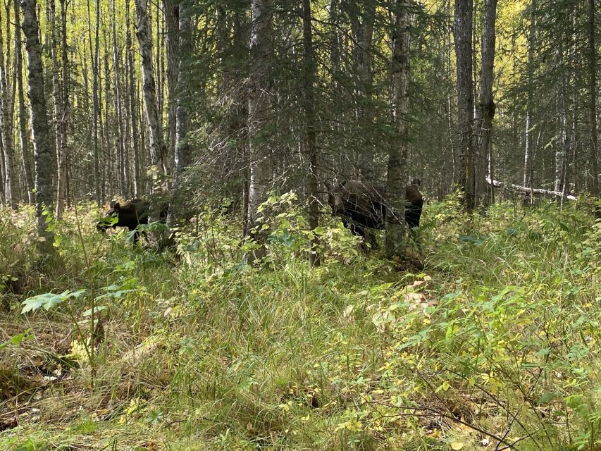 From Anchorage: Chugach State Park Walk With Naturalist - Key Points