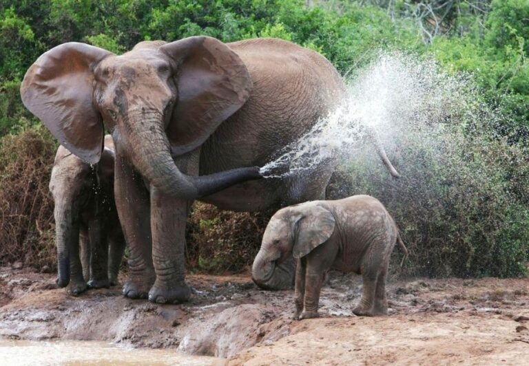 From Delhi: Taj Mahal Tour With Elephant Conservation Centre