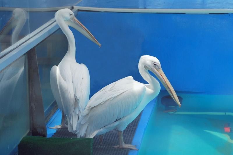 From Orlando: Clearwater Beach and Marine Aquarium Admission - Key Points