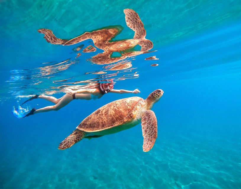 Honolulu:Turtle Snorkeling (Thrilling 20ft Jumping Platform) - Key Points