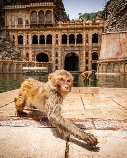 Jaipur Sightseeing Tour With Monkey Temple (Galta Ji Temple) - Key Points