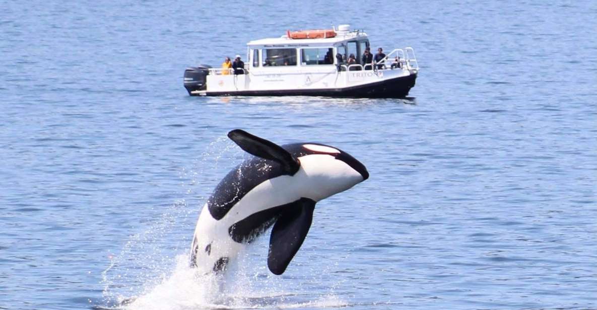 Lopez Island: Whales & Wildlife Boat Tour - Key Points