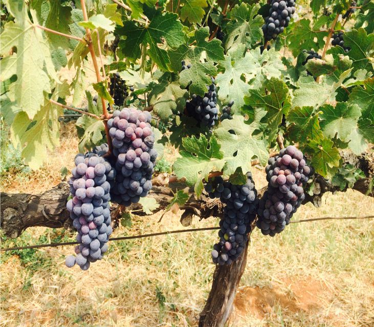 Nashik: Private Full-Day Wine Tour With Tastings From Mumbai - Booking Information