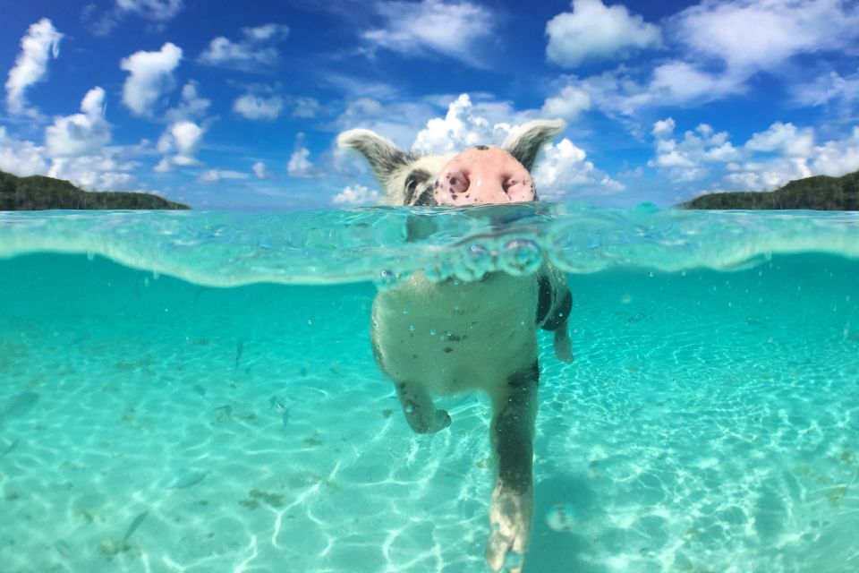 Nassau: Swimming Pigs, Snorkeling and Beach Boat Tour - Key Points