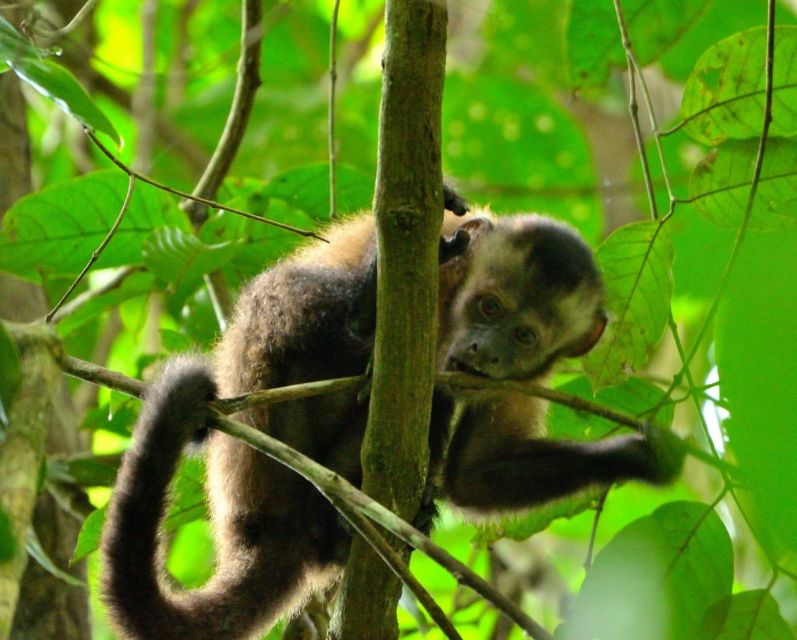 Peruvian Jungle Manu Park Four Days / Three Nights - Key Points