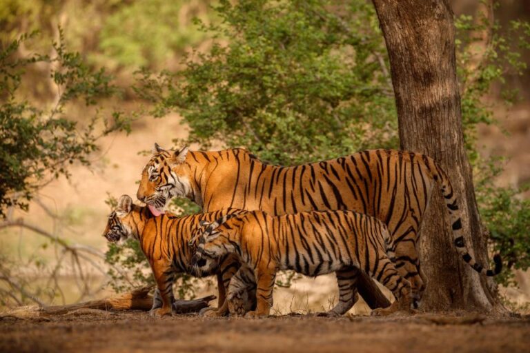Delhi to Ranthambhore Overnight Tour/Tiger Safari By Car