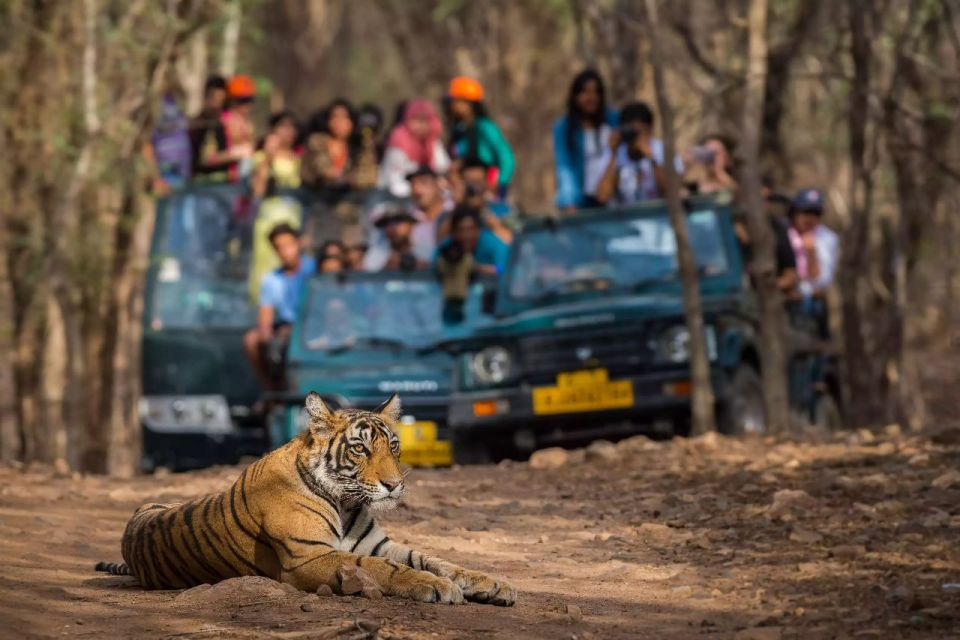 From Jaipur:Ultimate Jaipur to Ranthambore Jeep Safari Tour - Tour Overview